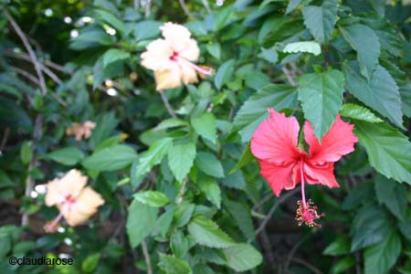 IMG_1226